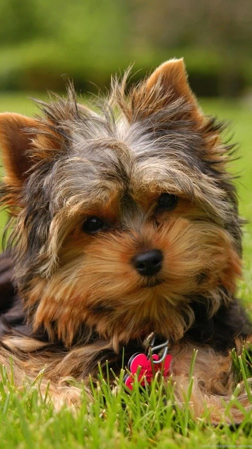 Yorkshire Terrier Wallpapers Android Apps On Google Play