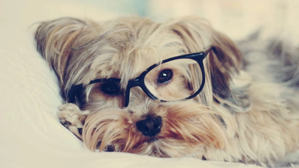 Yorkshire Terrier Wallpapers HD Download