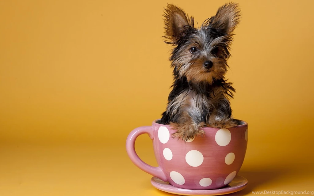 18 HD Yorkshire Terrier Dog Wallpapers   HDWallSource.com
