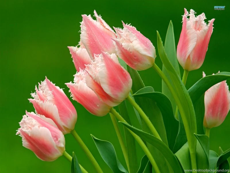 FreePhotoz Daily Wallpapers & Backgrounds   Nature > Flowers