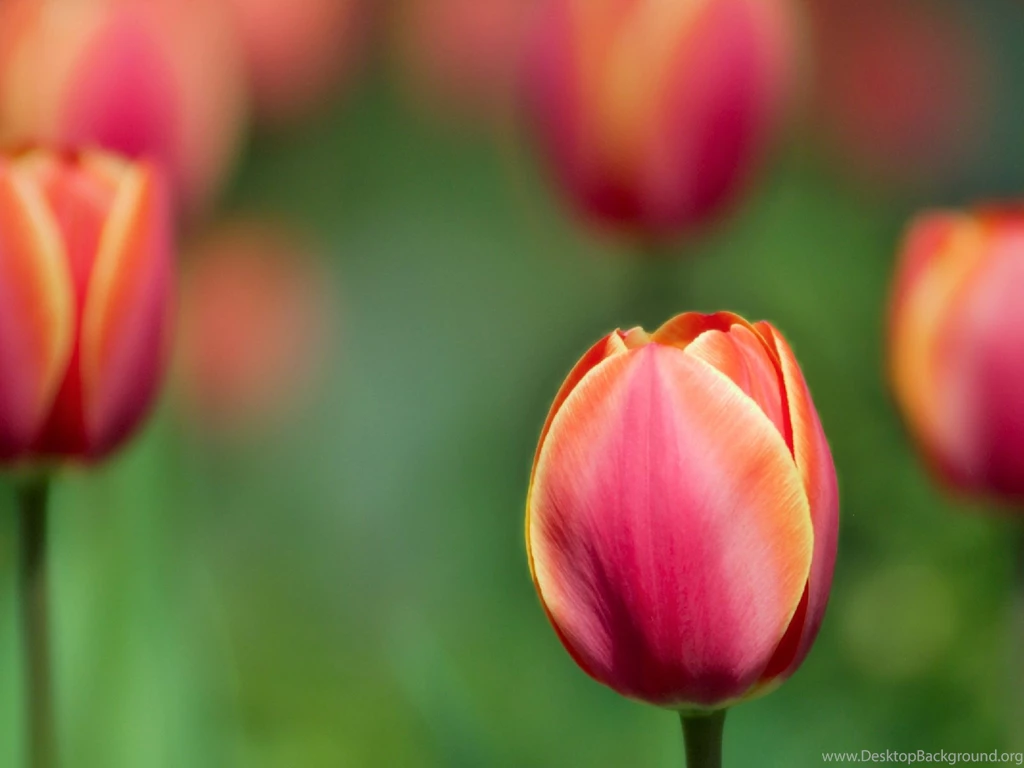 1600x1200 Red Tulip Desktop PC And Mac Wallpapers