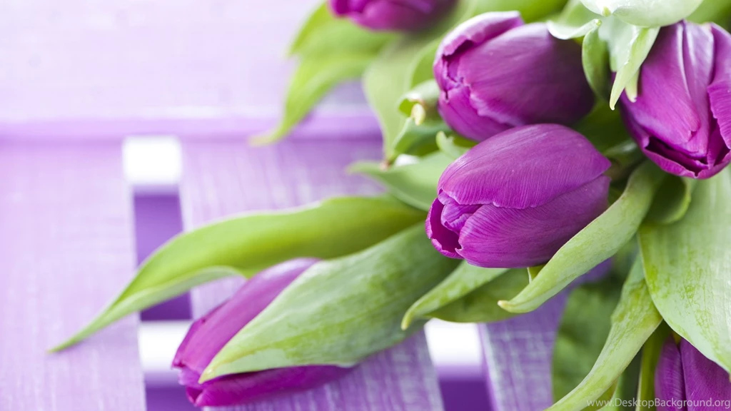 High Resolution Beautiful Flower Tulip Desktop Wallpapers HD 10 ...