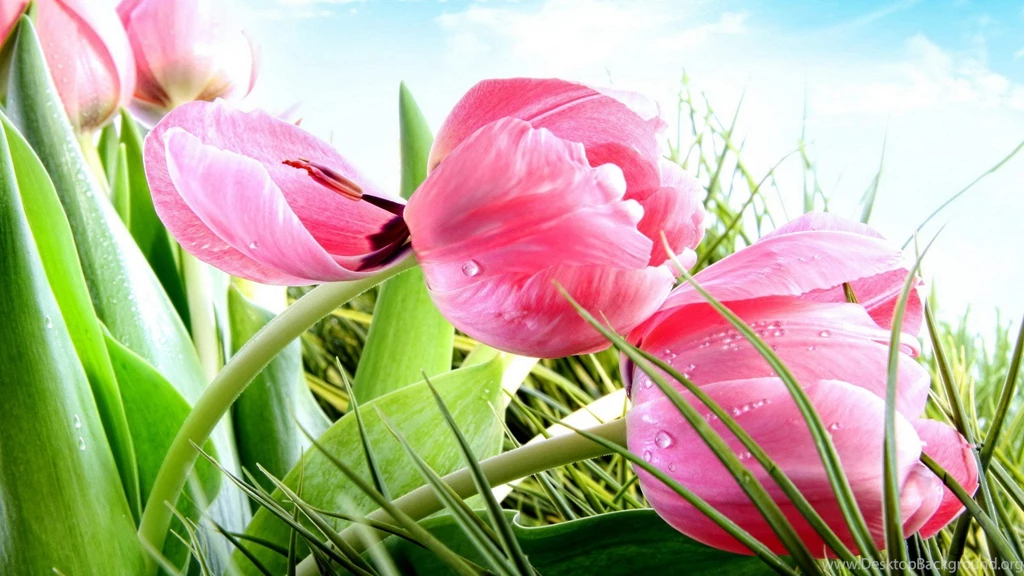 High Resolution Beautiful Flower Tulip Desktop Wallpapers HD 12 ...