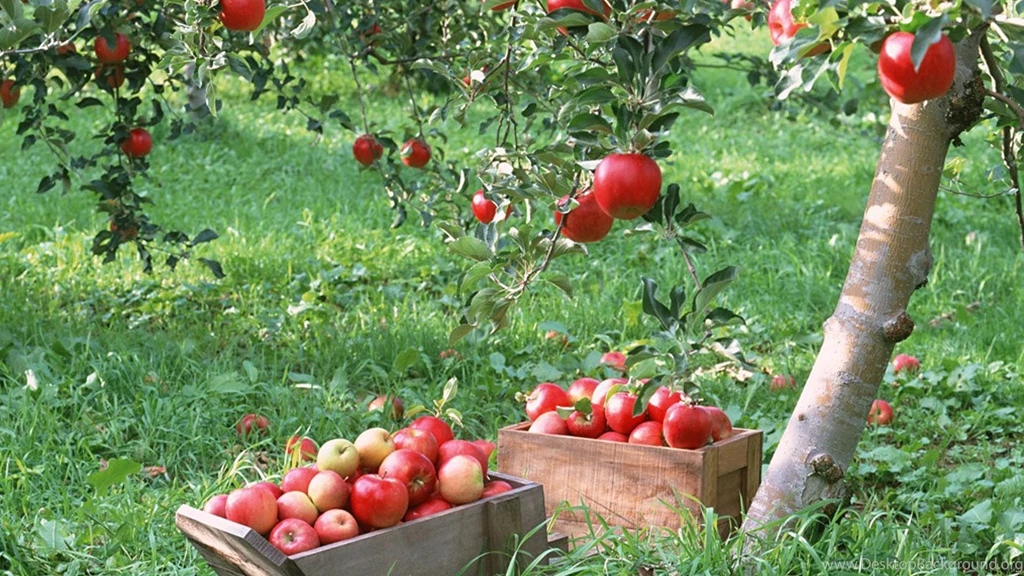 Apple Tree HD Wallpapers