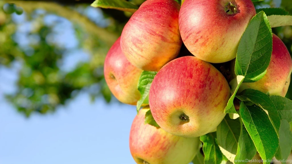 Apple Tree Wallpapers Photos