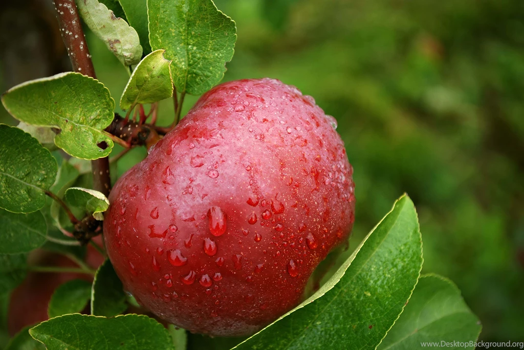Apple Tree Wallpapers