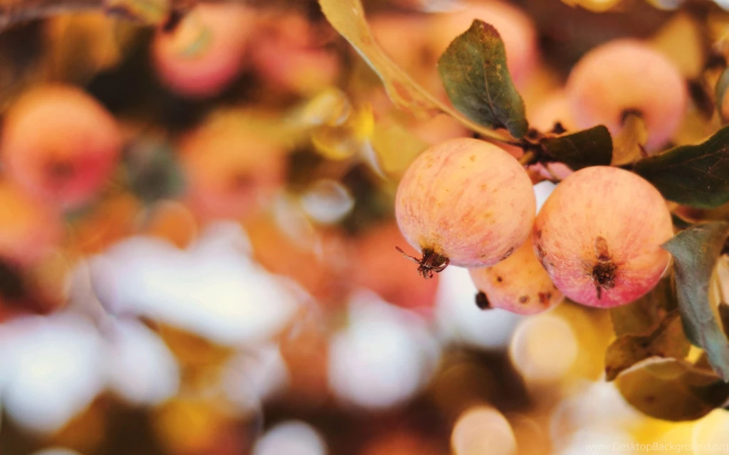 Apple Tree Wallpapers