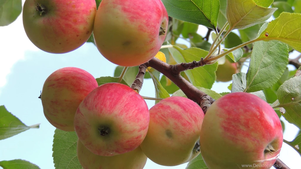 Apple Tree Wallpapers