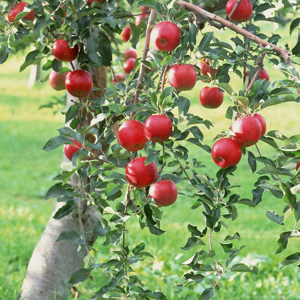 Apple Tree iPad Air 2 Wallpapers
