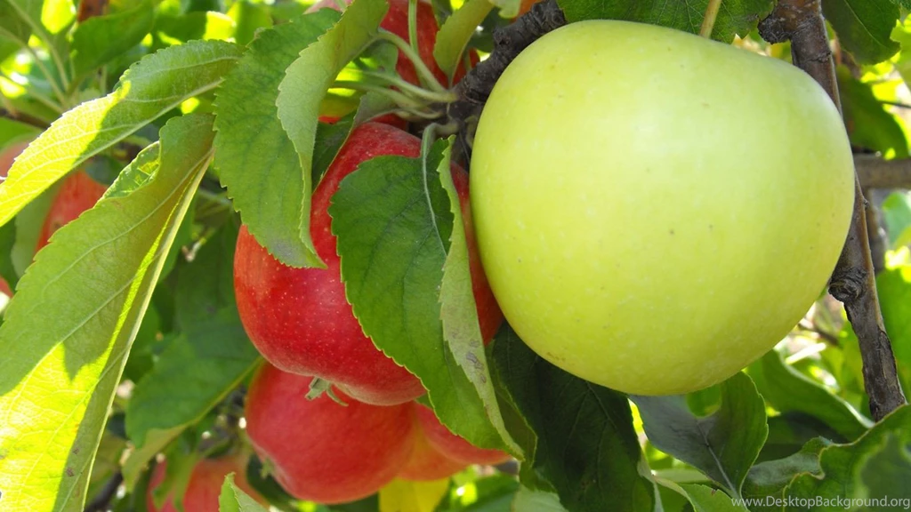 Apple Tree Wallpapers For PC