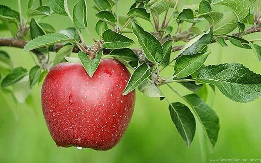 Apple Trees Beautiful HD Wallpapers And Images
