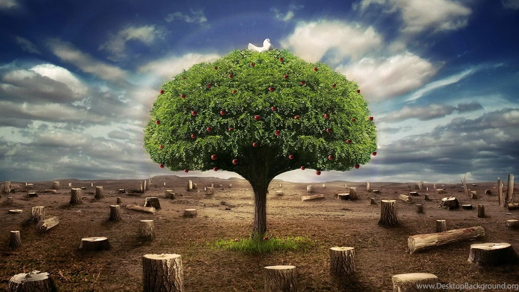 The Only Apple Tree Wallpapers