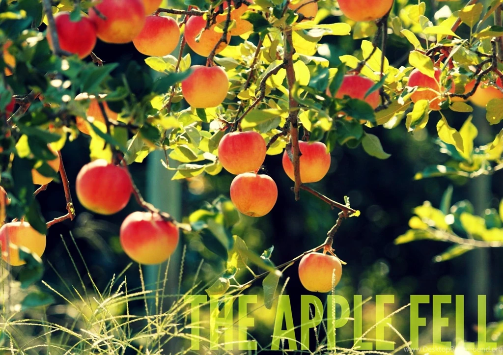 1 Chronicles 19:2 4 (The Apple Fell)