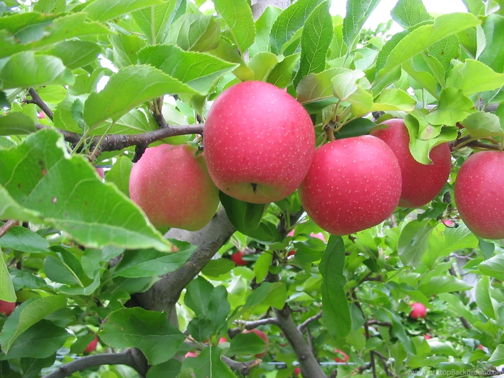 Apple Tree Wallpapers