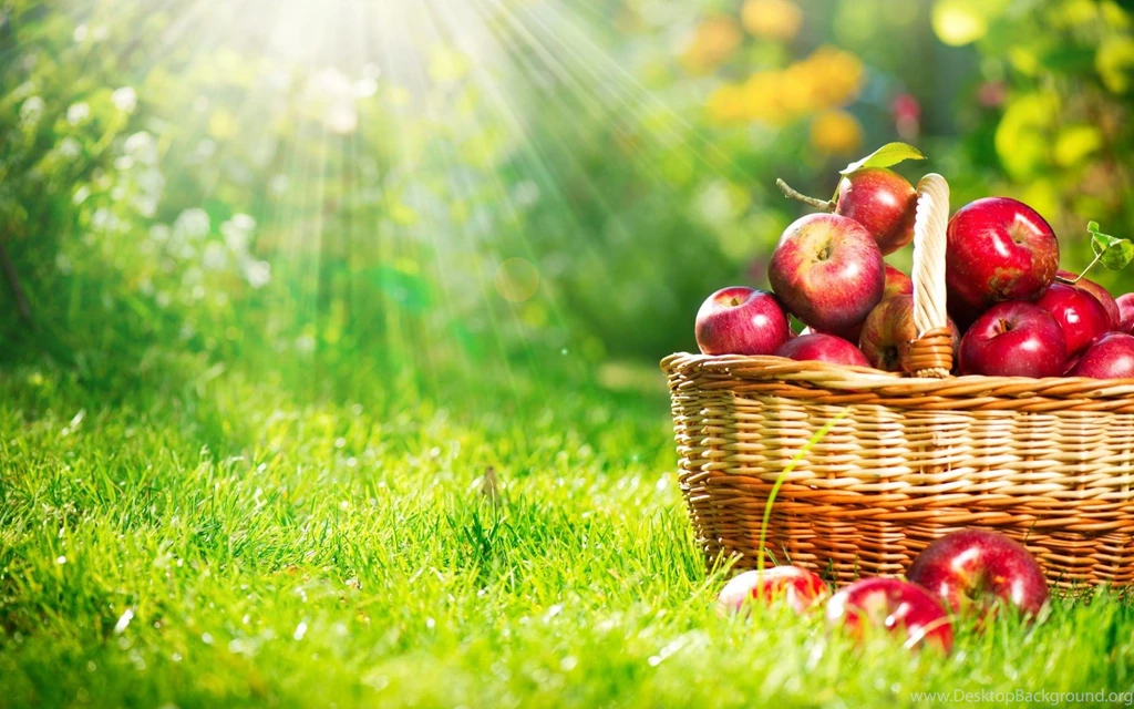 Trees Wallpapers HD Desktop Backgrounds Page 7
