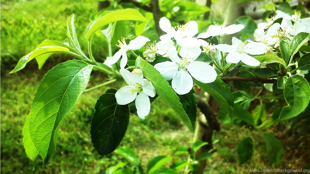 2560x1440 Spring Blossom On Apple Tree Desktop PC And Mac Wallpapers