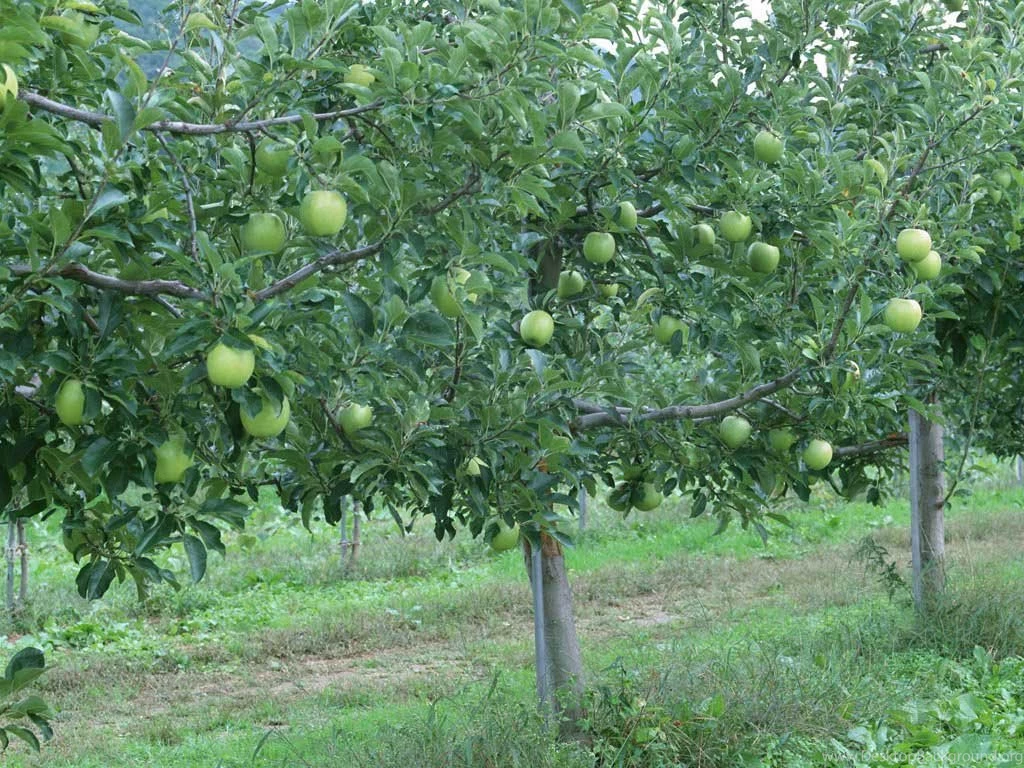 Yummy Apple Tree Wallpapers For Desktop In HD