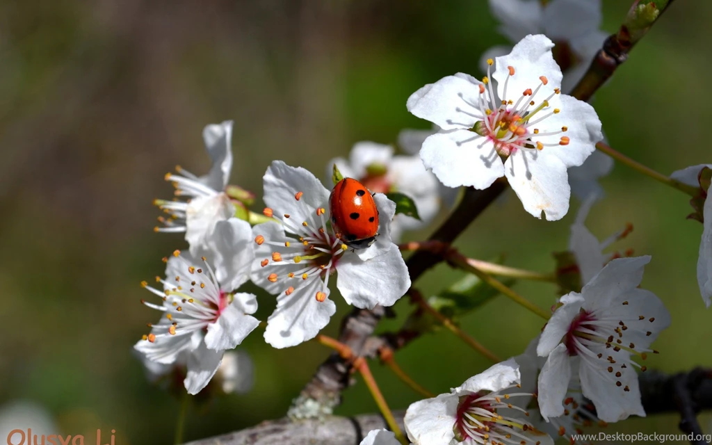 Ladybird On The Apple Tree Wallpapers And Images Wallpapers ...