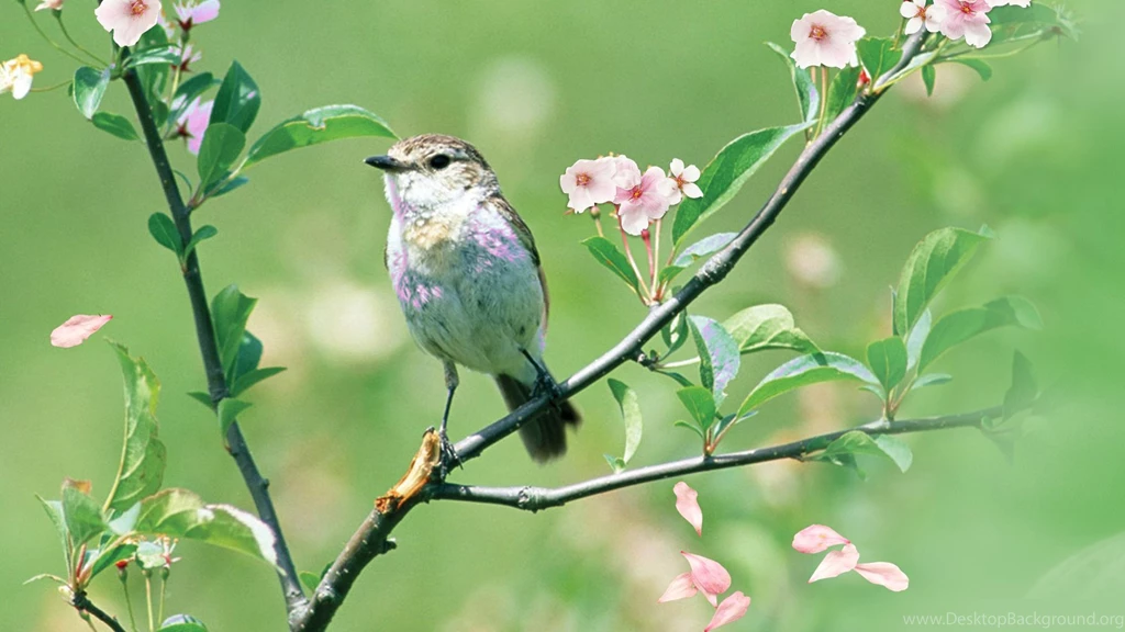 Apple Tree Bird Wallpaper, Green Backgrounds, Pictures And Images
