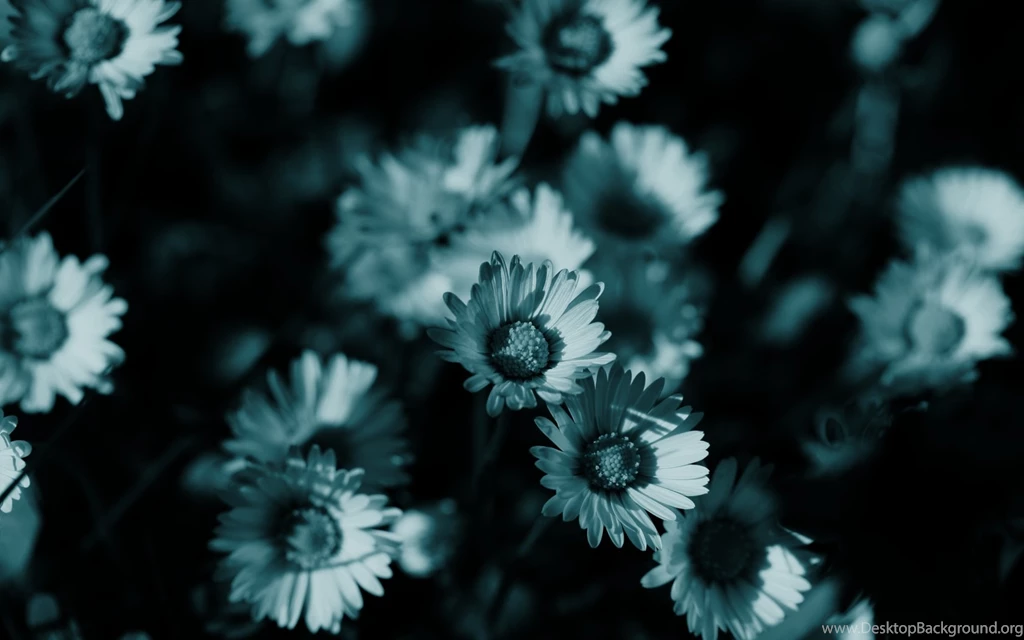 Dark Flowers Monochrome Wallpapers