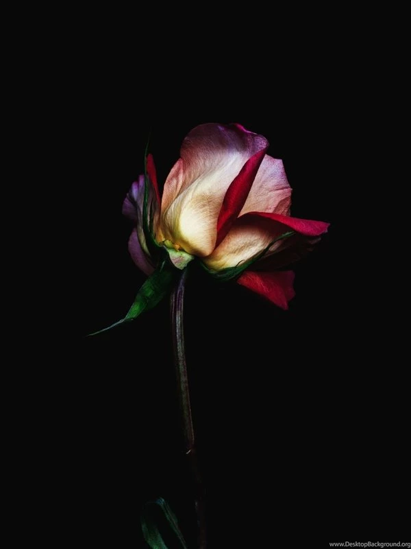 Flowers,dark Dark Flowers Flora Roses 1280x1707 Wallpapers ...