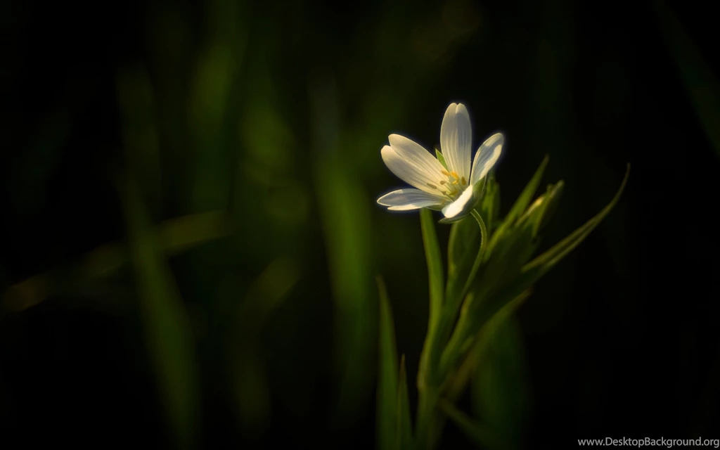 Dark Flower Backgrounds Wallpapers