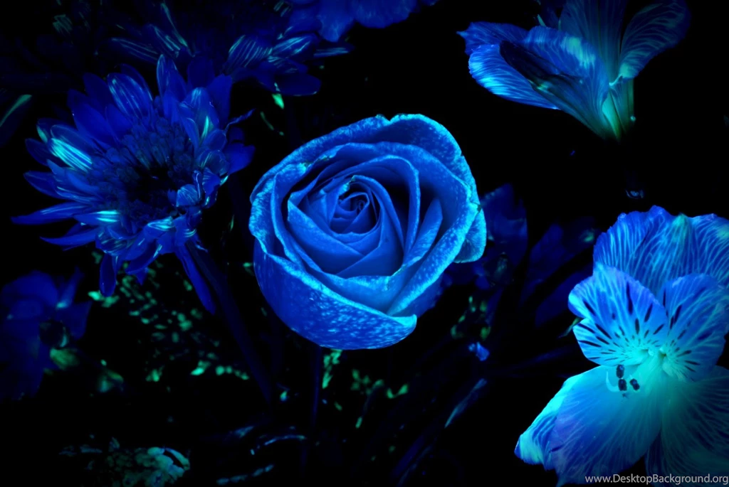 Blue Floral Wallpapers HD Backgrounds