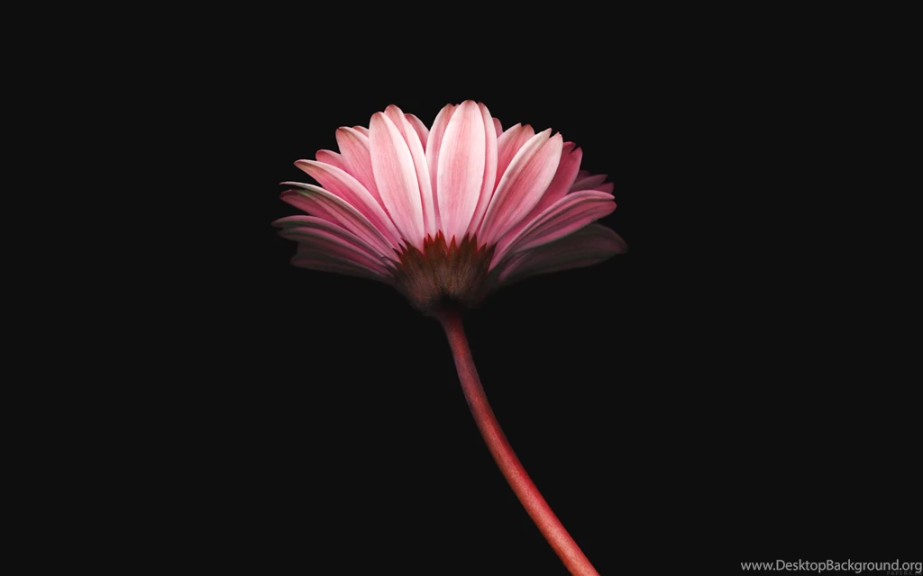 Lonely flower dark red simple minimal nature Wallpapers