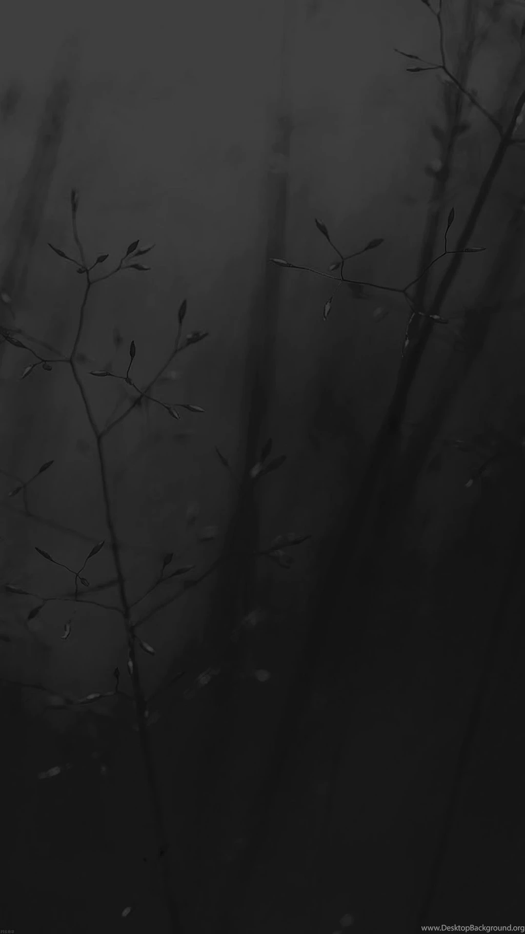 Flower iPhone 6 Wallpapers