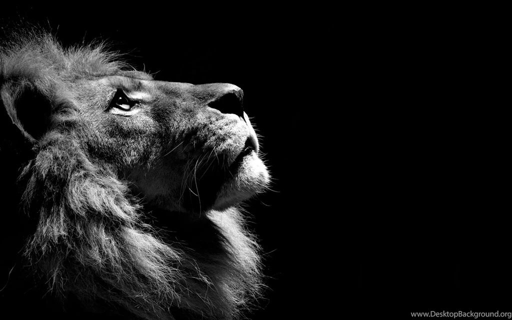 Lion Wallpapers Hd
