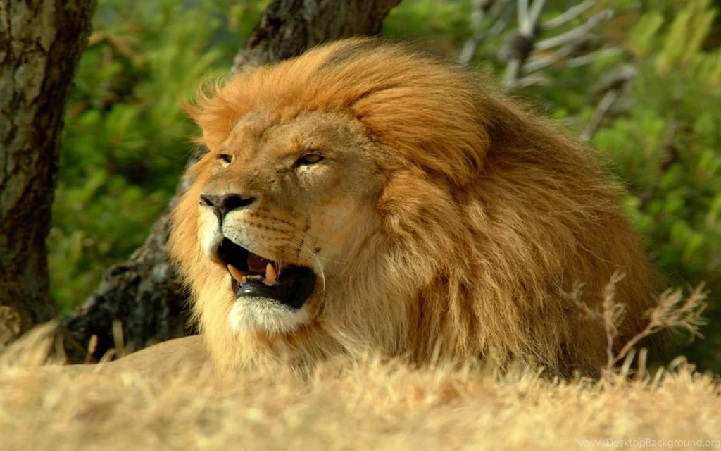 Lion Hd Wallpapers