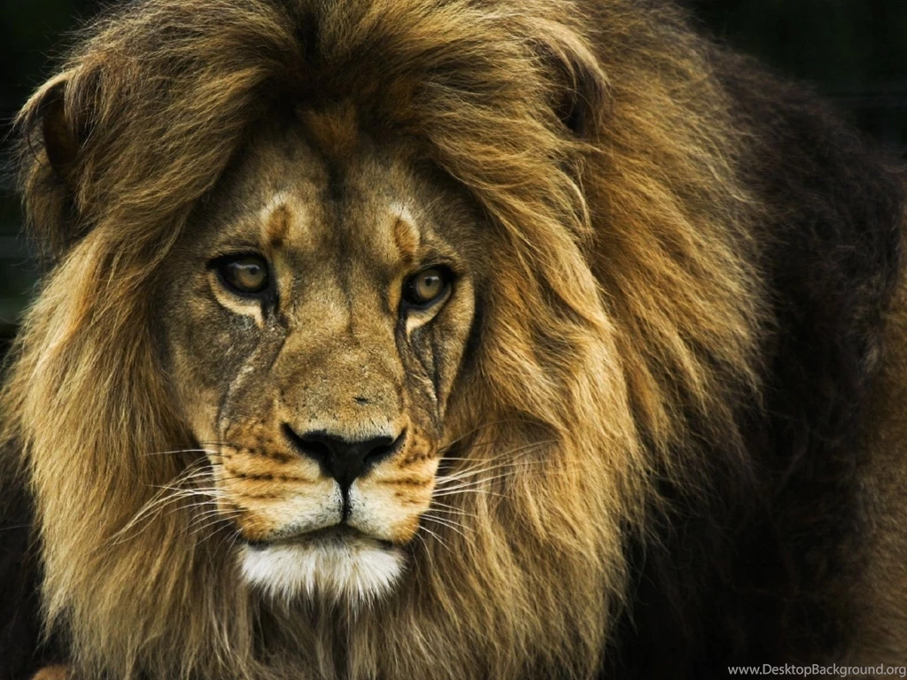 Lion Desktop Wallpapers Wallpapers HD Base