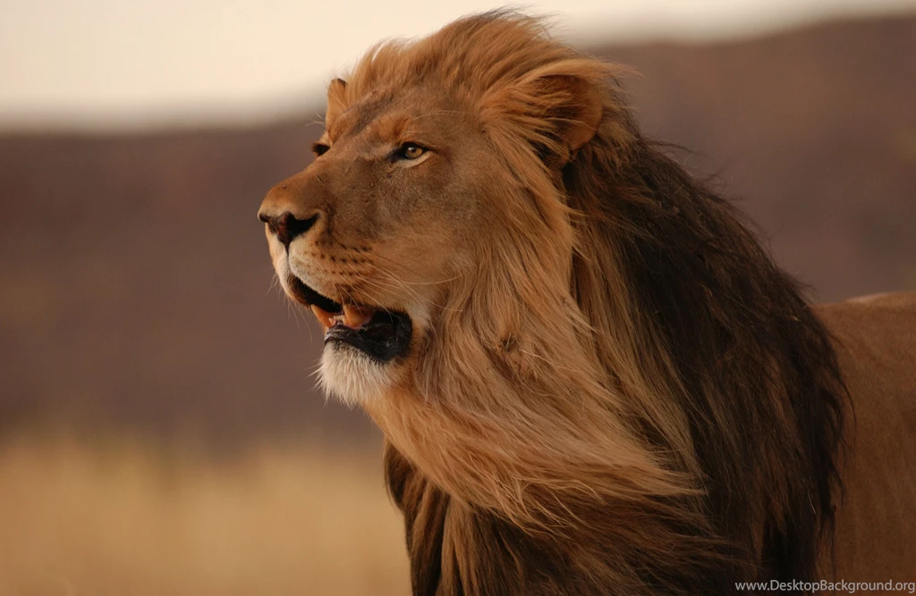 Lion Computer Wallpapers, Desktop Backgrounds