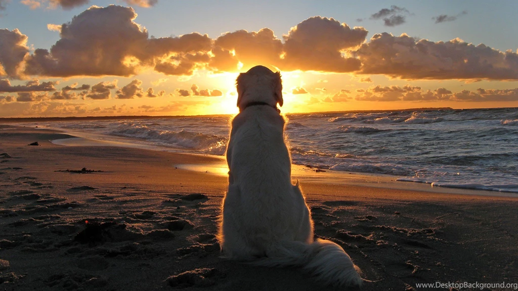 Amazing Cute Dog Hd Wallpapers Wallpapers55com Best Wallpapers For ...