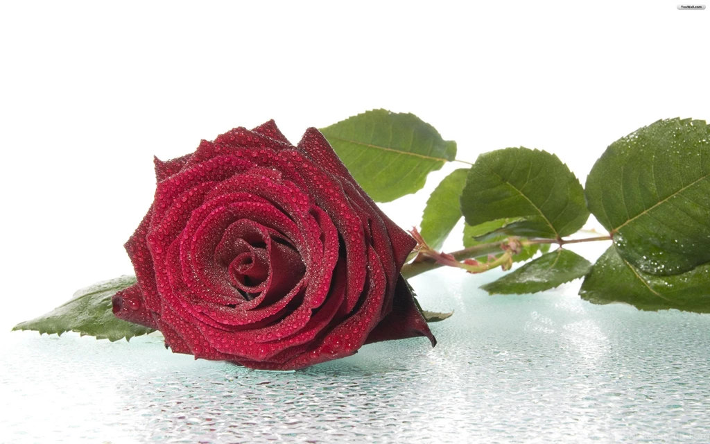 YouWall Red Rose Wallpapers Wallpaper,wallpapers,free Wallpapers ...