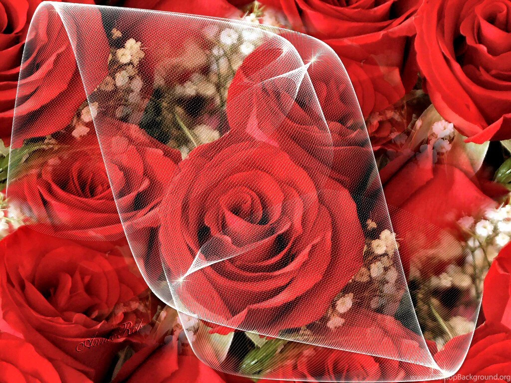 Rainbow Flowers Wallpapers Red Rose Backgrounds Red Tulip ...