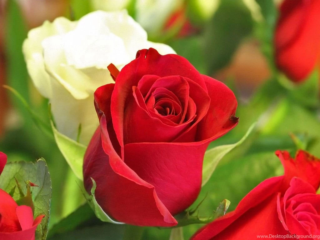 Only Red Roses High Quality Wallpapers