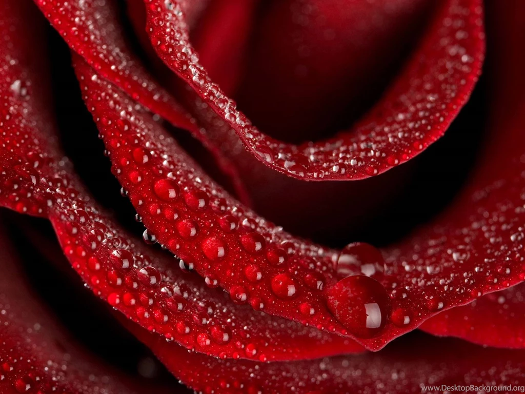 1920x1200 Red Rose Desktop PC And Mac Wallpapers
