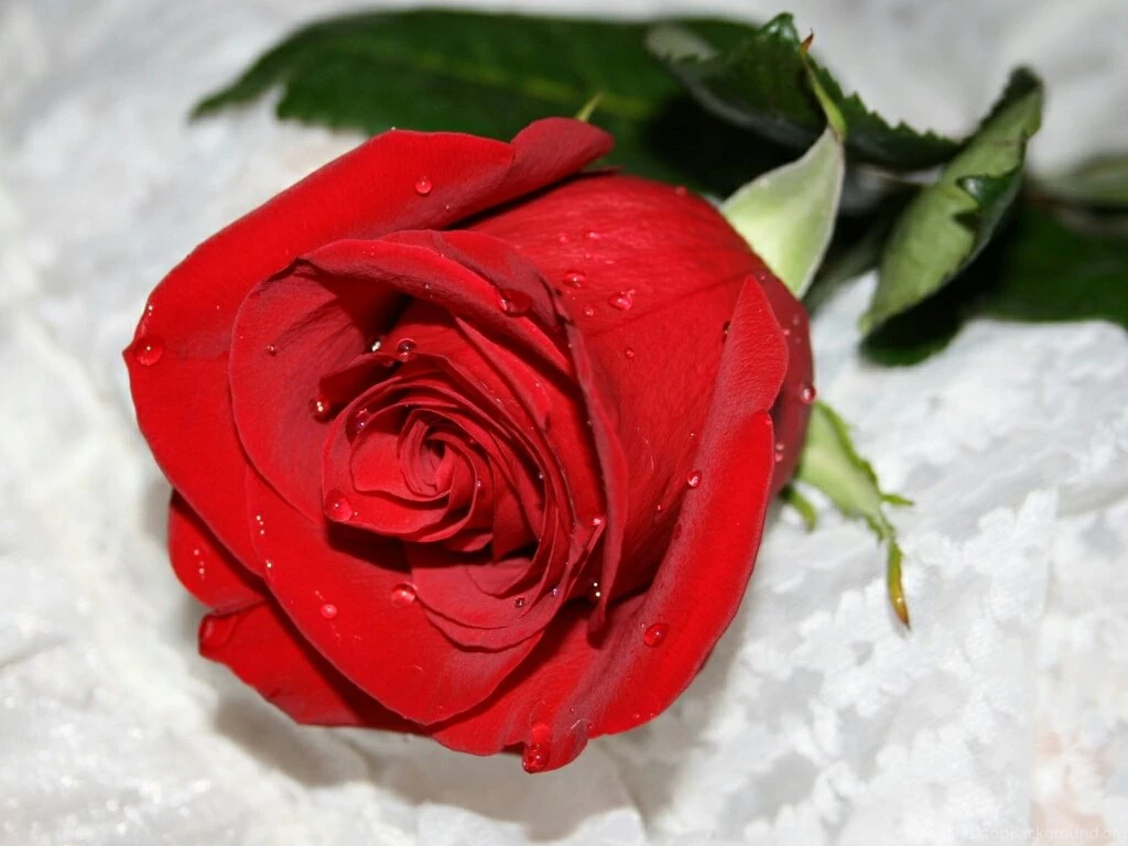 Flowers For Flower Lovers.: Red Rose Desktop HD Wallpapers.