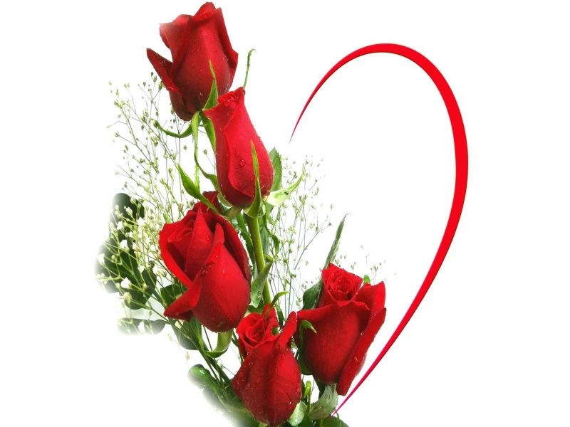 Love Red Roses Backgrounds Typta.com