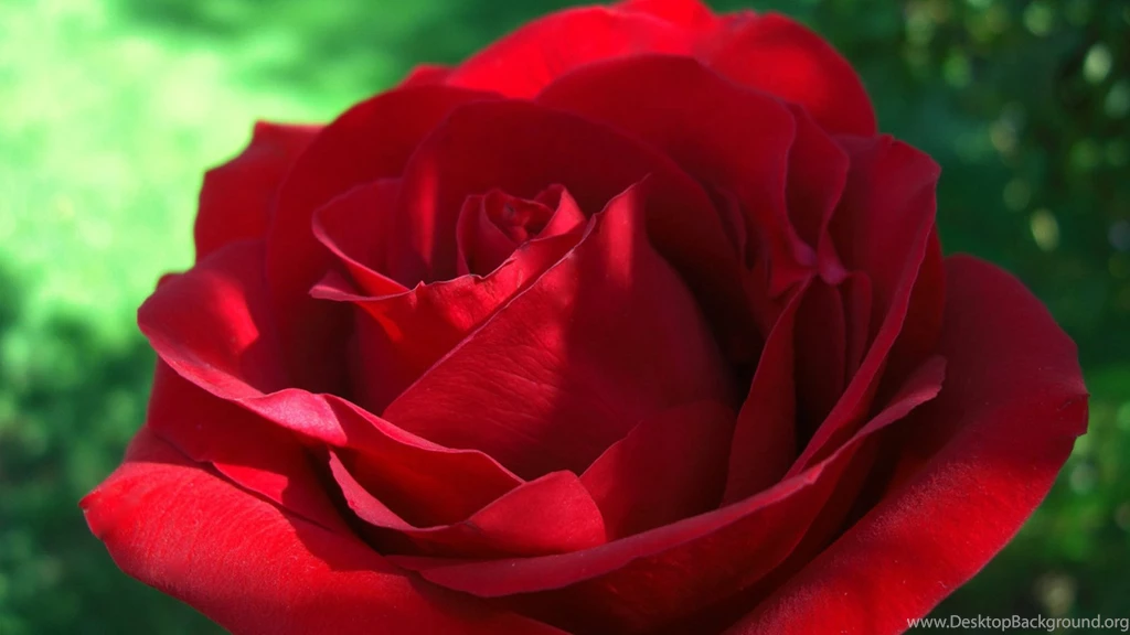 Lovely Red Rose Wallpapers For Desktop – Roses Desktop