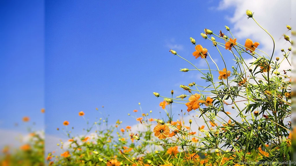 Free Spring, 1920x1080 HD Wallpapers And FREE Stock Photo