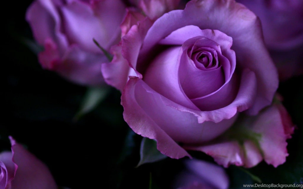 HD Wallpapers 1080p Purple Rose 5.jpg