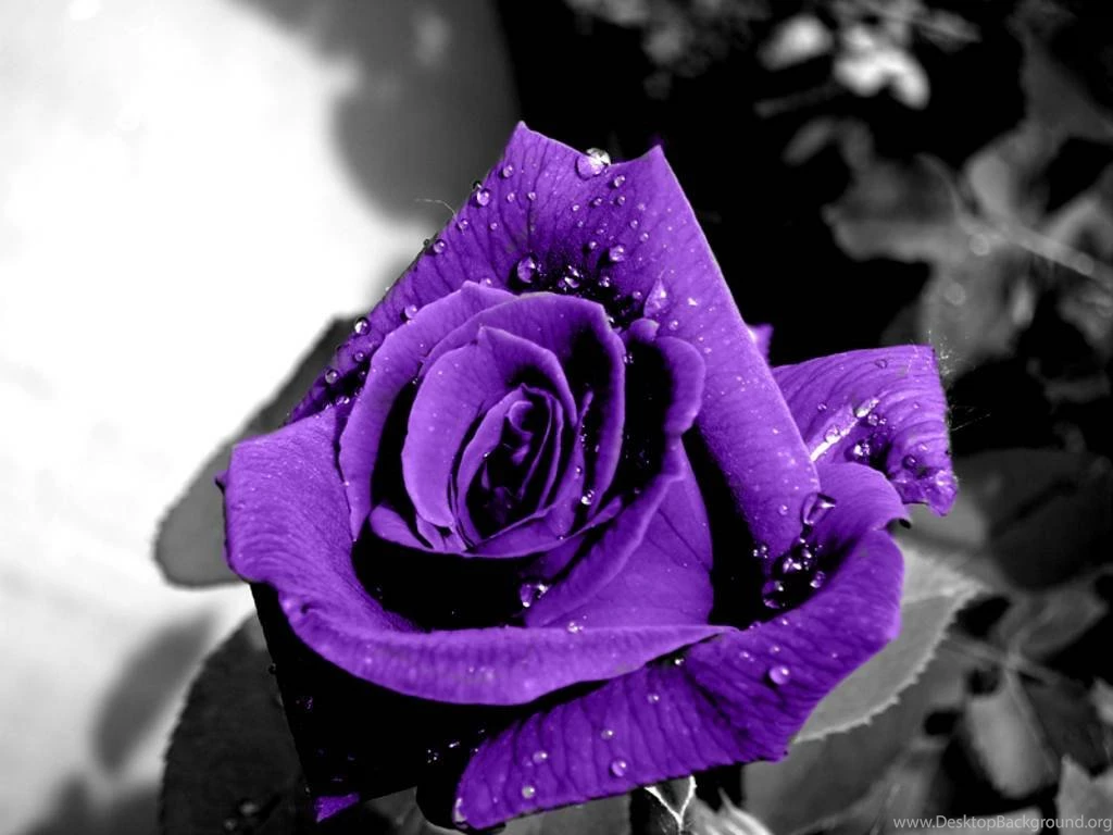 Dark Purple White Roses