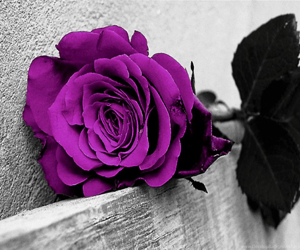 Purple Rose Wallpapers Wallpapers Zone