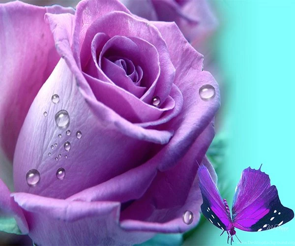 Purple Rose Live Wallpapers Android Apps On Google Play