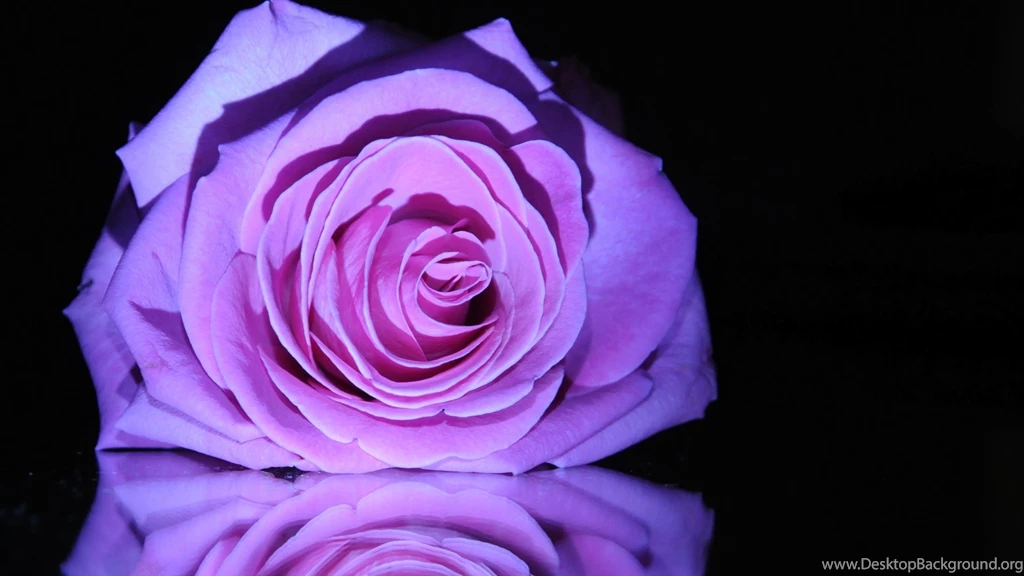 Purple Rose Reflection Wallpapers