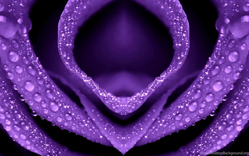 Dew Drops Purple Rose Wallpapers