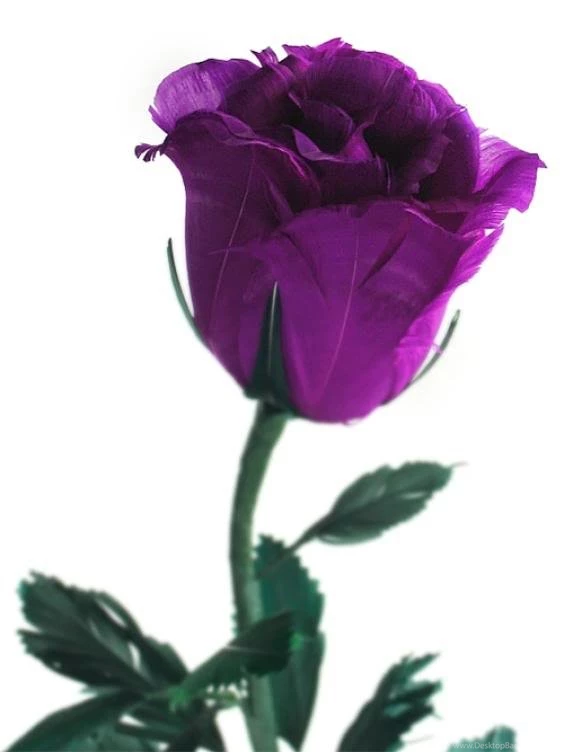 Purple rose for u wallpaper.jpg Photo By Evangelistsabbott ...