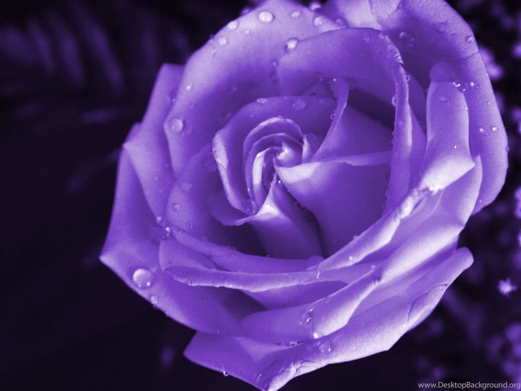 Violet Rose Wallpapers Wallpapers Cave